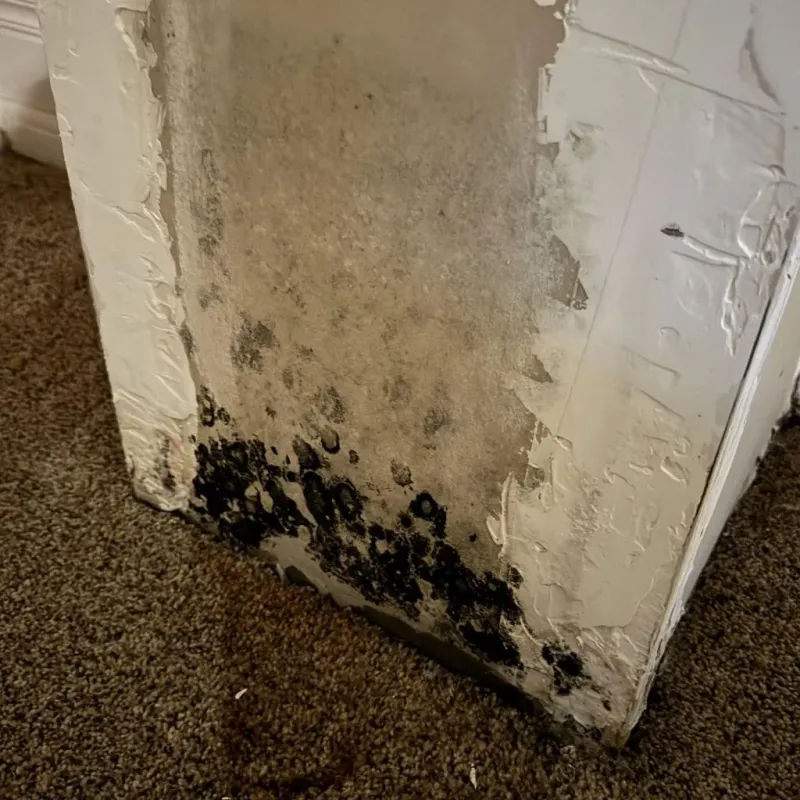 Professional Mold Removal in Palm Beach, FL